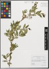 Foto von Salix triandra L.